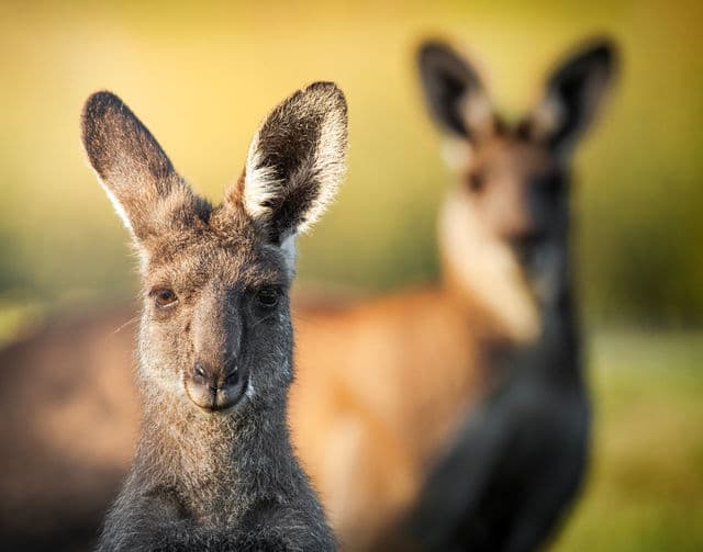 Two eastern grey kangaroos in warm afternoon light