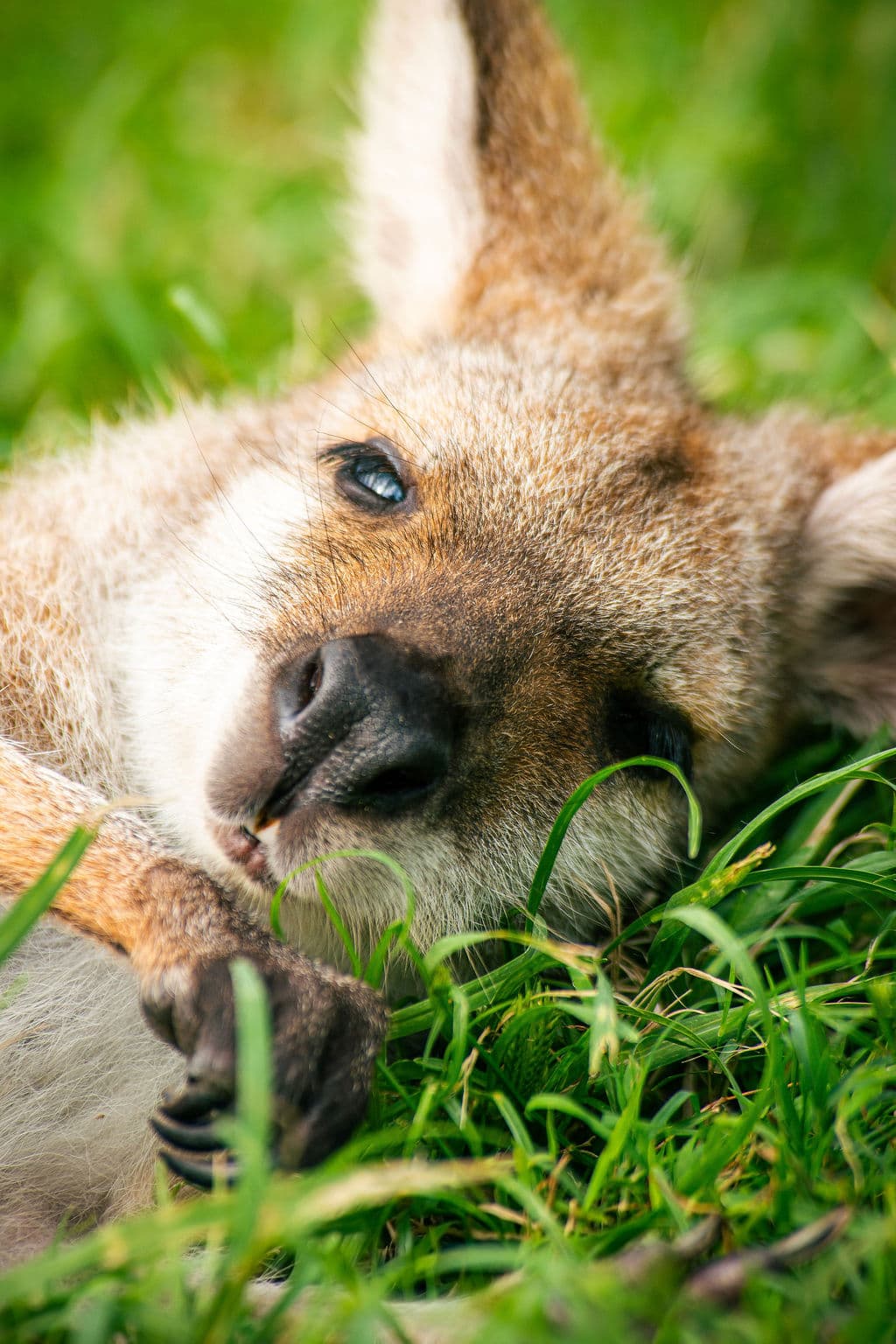 Wildlife Response Hub