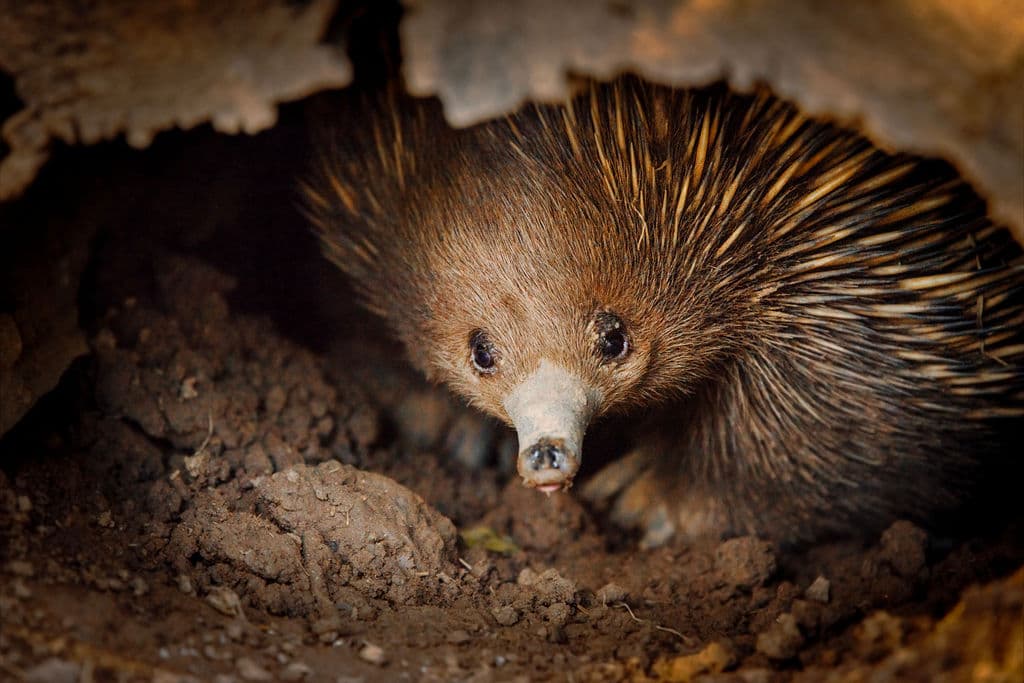 Short-beaked echidna foraging