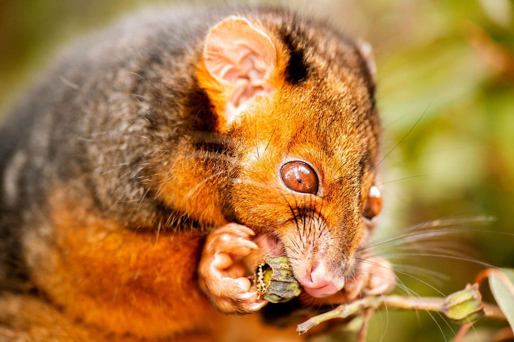 Ring-tailed possum in native bushland